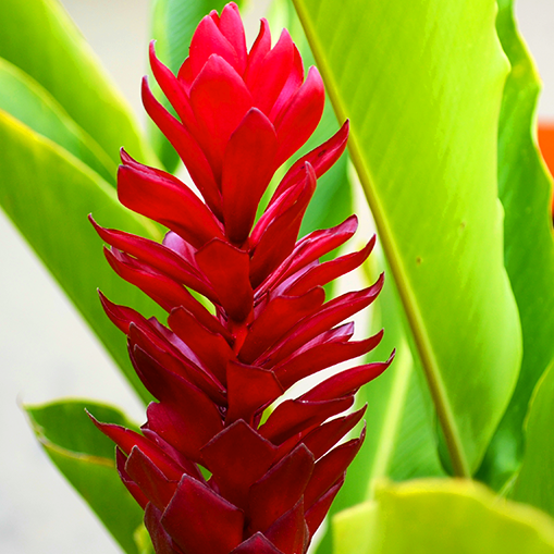 ginger flower