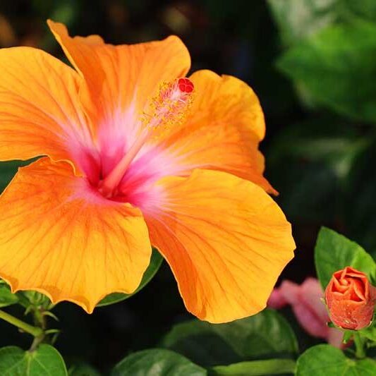 hibiscus flower