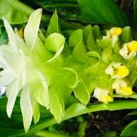 turmeric flower