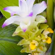 turmeric-flower-purple.webp